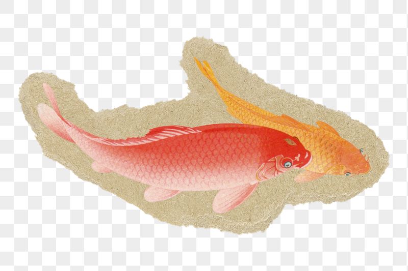 Carp fish png sticker, ripped | Free PNG Illustration - rawpixel