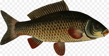 Carp Fresh water Clip art - carp 