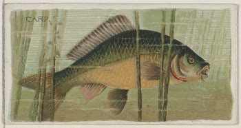 Carp, from the series Fishers | Free Photo - rawpixel
