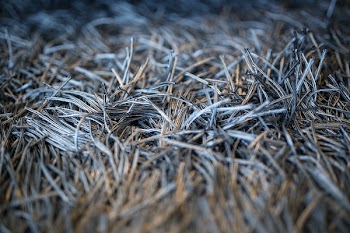 Carpet with fringe