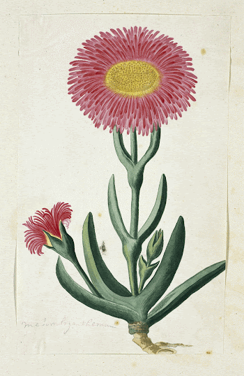 Carpobrotus quadrifidus L. Bolus (1777&ndash;1786) | Free Photo - rawpixel