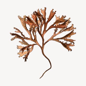 Carrageen moss clipart, plant illustration | Free PSD - rawpixel