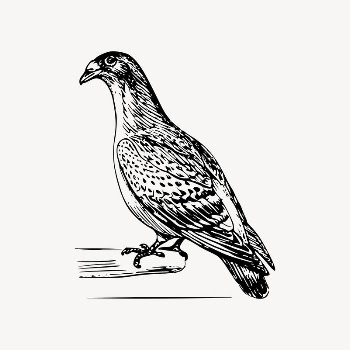 Carriage pigeon bird drawing, vintage | Free Vector Illustration - rawpixel