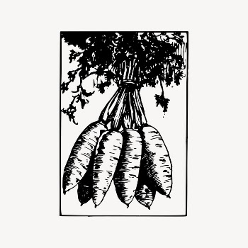 Carrot clipart, drawing illustration vector. | Free Vector Illustration - rawpixel