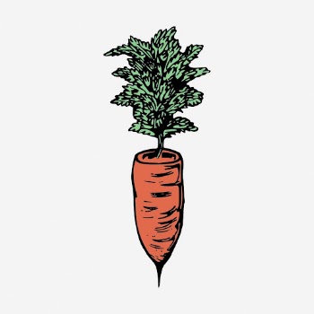 Carrot clipart, vintage vegetable illustration. | Free Photo - rawpixel