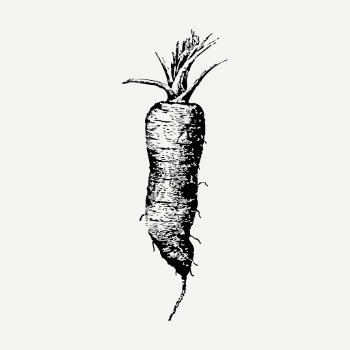 Carrot drawing clipart, vegetable illustration | Free PSD - rawpixel