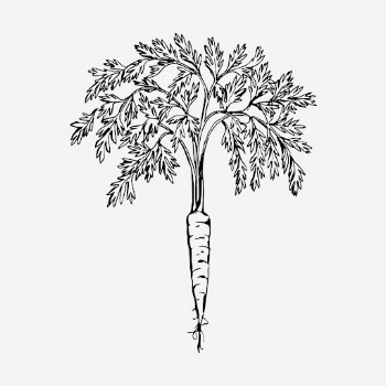 Carrot drawing, vegetable vintage illustration. | Free Photo - rawpixel