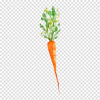 Carrot illustration, Vegetable Watercolor painting Carrot Drawing, Drawing carrot transparent background PNG clipart
