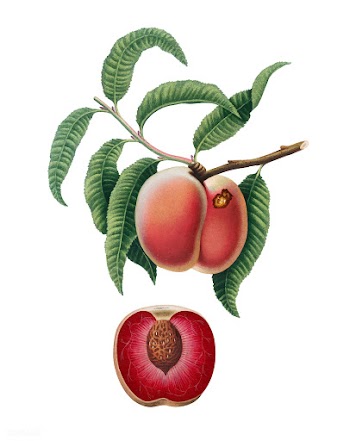Carrot Peach from Pomona Italiana (1817-1839).. | Free stock vector - 488167