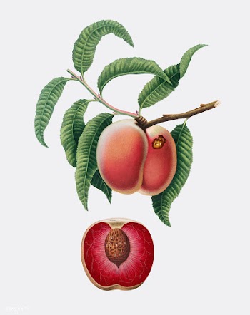 Carrot Peach from Pomona Italiana (1817-1839).. | Free stock vector - 488204