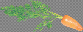 Carrot Png Image