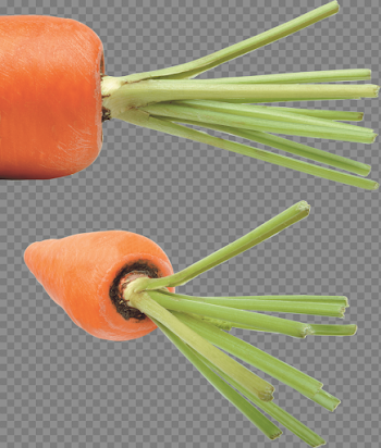 Carrot Png Image