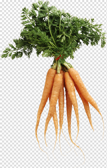 Carrot Png Image