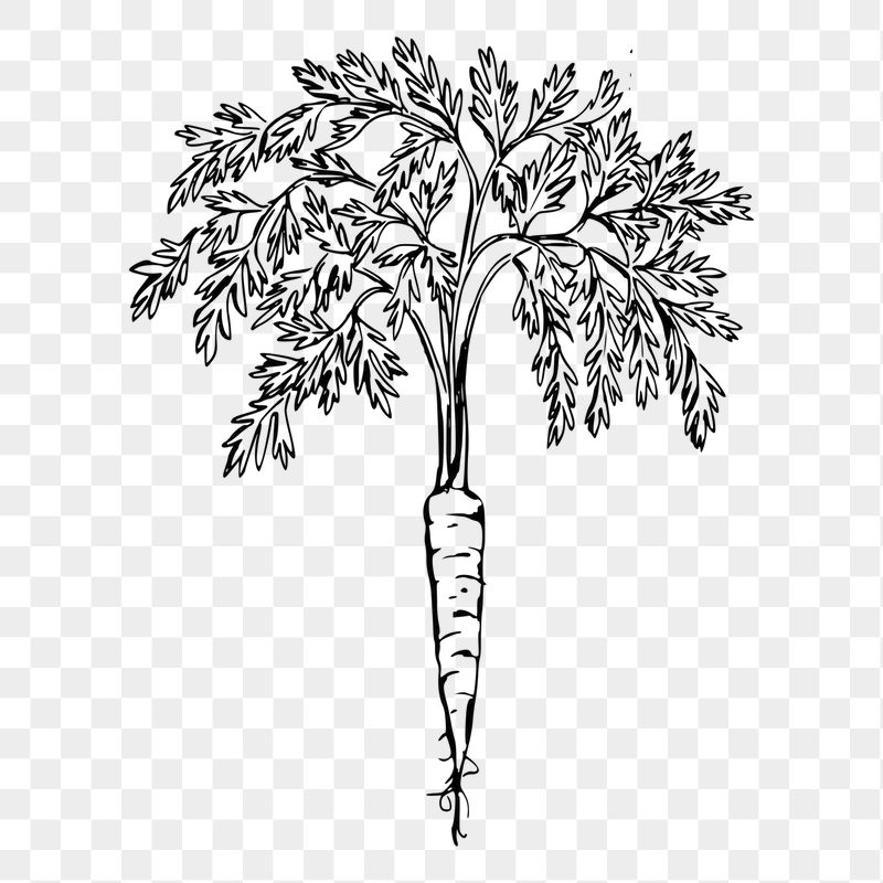 Carrot png sticker illustration, transparent | Free PNG - rawpixel