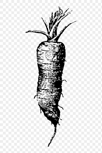 Carrot png sticker, vegetable, black | Free PNG - rawpixel