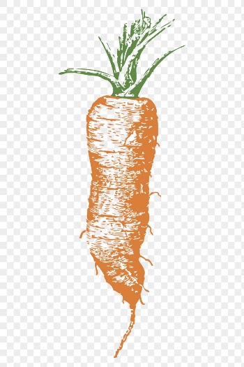 Carrot png sticker vegetable illustration, | Free PNG - rawpixel