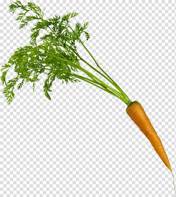 Carrot Vegetable, Carrot transparent background PNG clipart