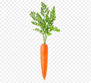 Carrot Vegetable Food - A carrot 