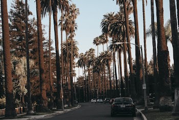 Cars in Palm Lined Drive