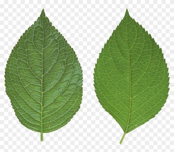 Cartoon Background Wallpaper Cartoon Wallpaper Html - Leaf Png