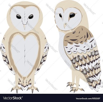 Cartoon Barn Owl vector image