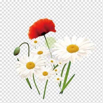 Cartoon Flower Drawing, hand painted white floral decoration transparent background PNG clipart
