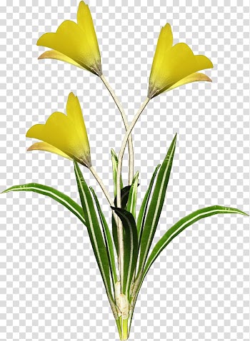 Cartoon , flower transparent background PNG clipart