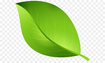 Cartoon - Green Leaf Transparent PNG Clip Art Image 