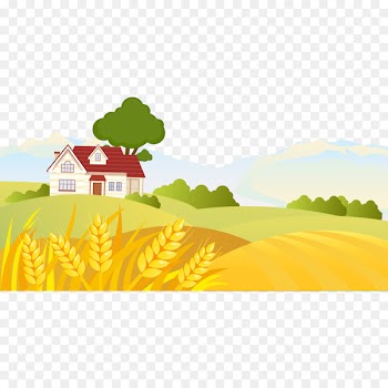Cartoon Landscape Drawing Illustration - Vector golden wheat field 