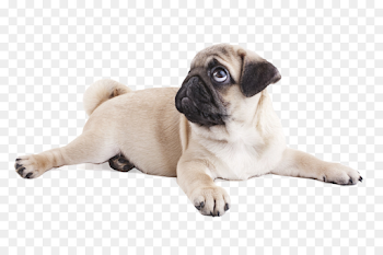 Cartoon Love png download - 4188*2775 - Free Transparent Pug png ...