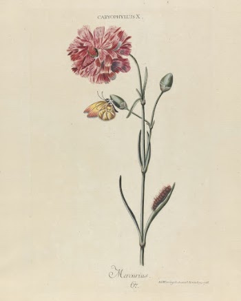Caryophyllus X. Mercurius. Plate 67 | Free Photo - rawpixel