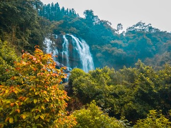 Cascading Waterfalls in Between Trees