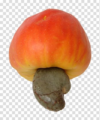 Cashew Fruit Nut Apple Food, fruit fly transparent background PNG clipart