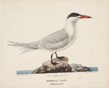 Caspian tern, 1828, Magnus Von | Free Photo - rawpixel