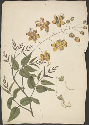 Cassia Fistula (Purging cassia):  | Free Photo - rawpixel