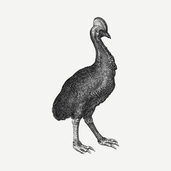 Cassowary bird drawing, vintage illustration | Free PSD - rawpixel