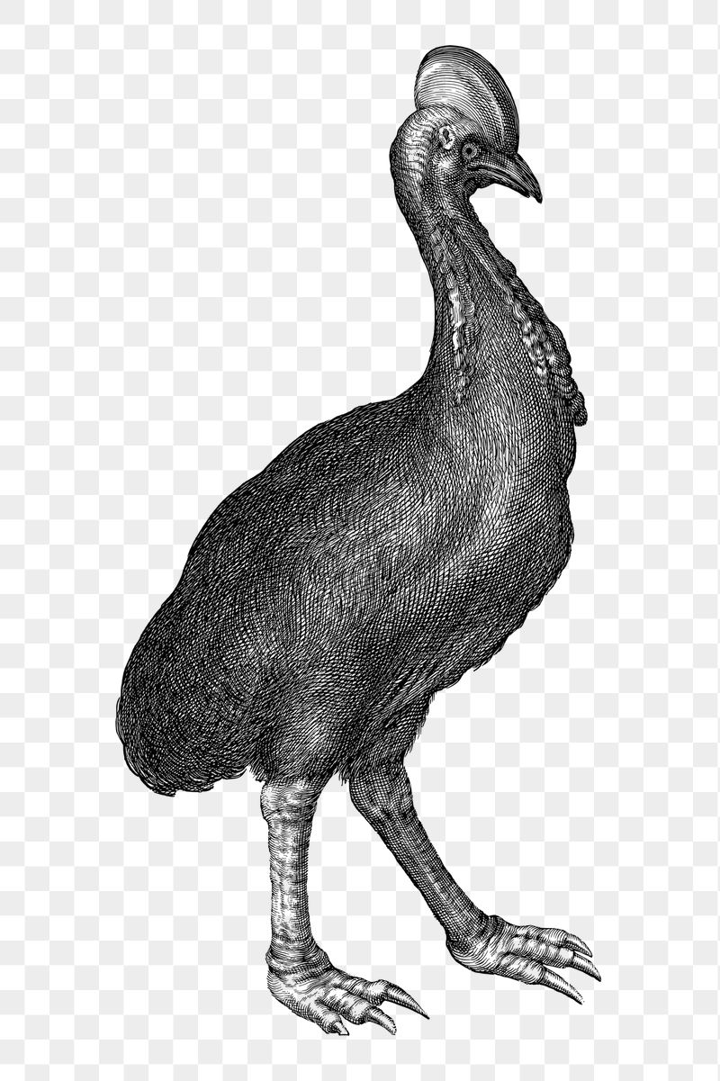 Cassowary bird png sticker, vintage | Free PNG - rawpixel