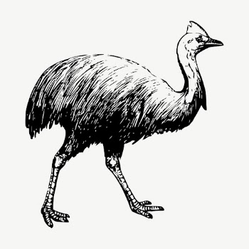 Cassowary clipart, vintage bird illustration | Free Vector - rawpixel