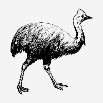 Cassowary drawing, vintage bird illustration. | Free Photo - rawpixel