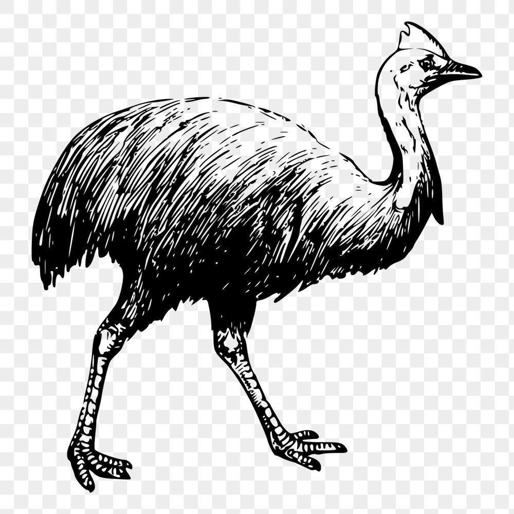 Cassowary png sticker, vintage bird | Free PNG - rawpixel