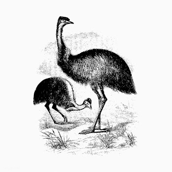 Cassowary shade drawing | Free stock vector - 562407