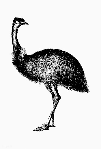 Cassowary shade drawing | Free stock vector - 562475