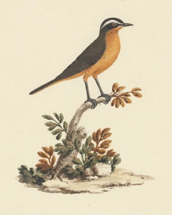 Cassypha semirufa (Ruppell's Robin Chat) | Free Photo - rawpixel