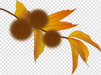 Castanea crenata 栗飯 Blog, Strange Fruit transparent background PNG clipart