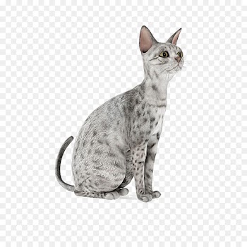 Cat 3D modeling Autodesk 3ds Max 3D computer graphics Wavefront .obj file - White Cat 