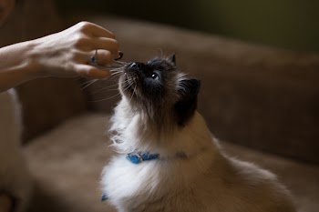 Cat’s treat