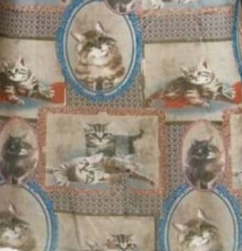 cat Allover