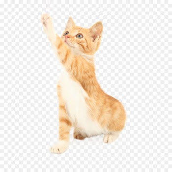 Cat Amazon.com Dog Pet Toy - Cat jumping 