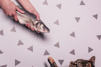 Cat &amp; Fish Free Photo 