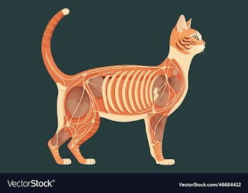 cat anatomy